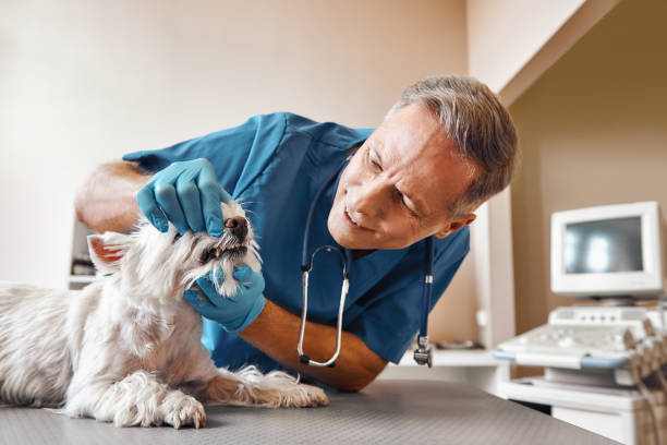 Best Emergency Dentist for Knocked-Out Tooth in Ann Arbor, MI